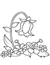 Ausmalbild Glockenblume