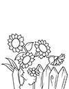 Ausmalbild Sonnenblumen am Zaun