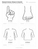 Ausmalbild Arbeitsblatt Finger Zeh Bauch Rücken