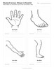 Ausmalbild Arbeitsblatt Hand Fuss Arm Bein