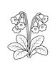 Ausmalbild Schlüsselblumen