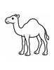 Ausmalbild Kamel