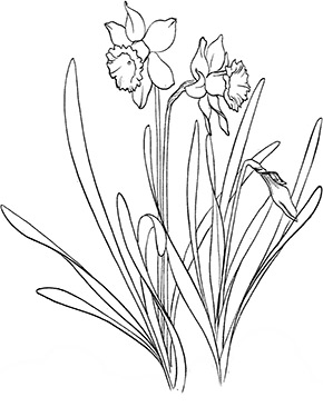Ausmalbilder Osterblumen Ausmalbild Bunte Narzissen Zum Ausdrucken