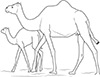 Ausmalbild Kamel mit Baby im Zoo