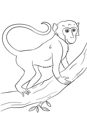 Ausmalbild Affe klättert