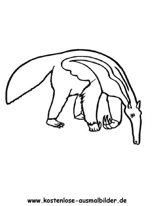 Ausmalbild Ameisenbär