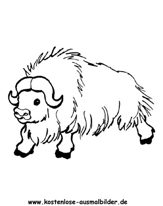 Ausmalbild Büffel 2