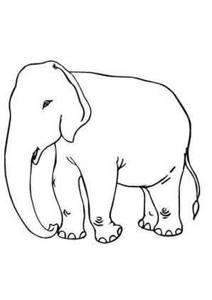 ausmalbild grosser elefant zum ausdrucken