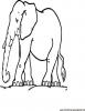 Ausmalbild Elefant