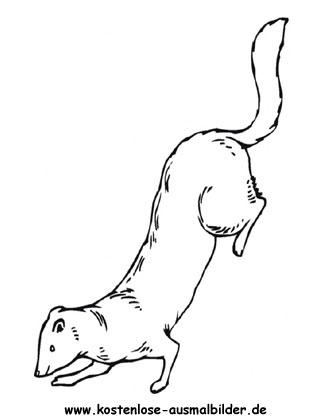 Ausmalbild Frettchen 3
