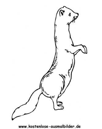 Ausmalbild Frettchen