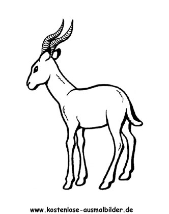 Ausmalbild Gazelle