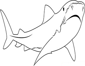 Ausmalbild ein Tigerhai
