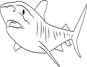 Ausmalbild graür Tigerhai