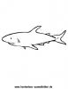 Ausmalbild Hai 3