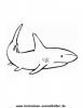 Ausmalbild Hai 7