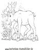 Ausmalbild Hirsch im Wald