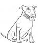 Ausmalbild Pitbull