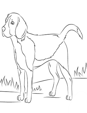 Ausmalbild Beagle