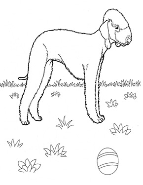 Ausmalbild Bedlington Terrier