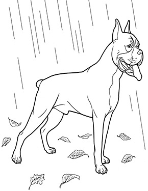 Ausmalbild Boxer im Regen