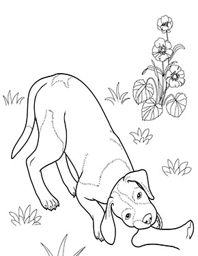 Ausmalbild English Pointer