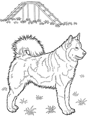 Ausmalbild Husky Hund