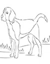 Ausmalbild Beagle