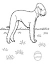 Ausmalbild Bedlington Terrier