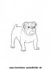 Ausmalbild Bulldogge