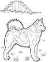 Ausmalbild Husky Hund