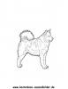 Ausmalbild Husky