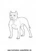 Ausmalbild Pitbull