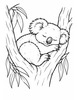 Ausmalbild Schlafender Koala in der Astgabel