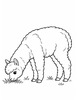 Ausmalbild Alpaka frisst Gras