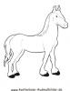 Ausmalbild Haflinger Pferd