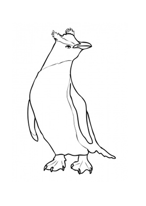Ausmalbild Kronenpinguin aus Neuseeland