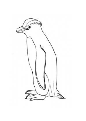 Ausmalbild Neuseeländischer Dickschnabel Pinguin