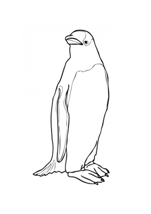 Ausmalbild Schneller Eselspinguin