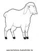 Ausmalbild Schaf 2