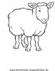 Ausmalbild Schaf 3