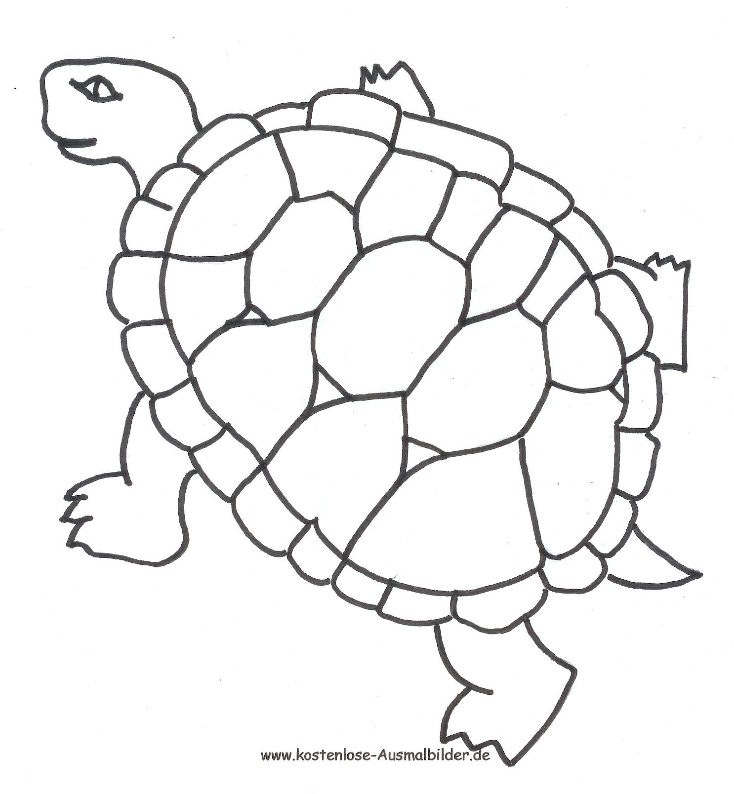 Ausmalbild Schildkröte zum Ausdrucken