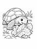Ausmalbild Landschildkröte frisst Salatblatt