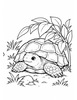 Ausmalbild Landschildkröte ruht unter Pflanzen