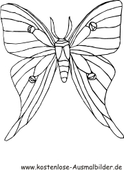Ausmalbild Schmetterling 11