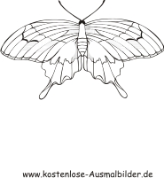 Ausmalbild Schmetterling 15