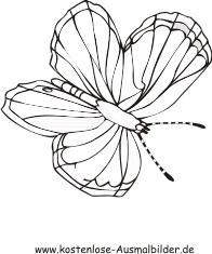 Ausmalbild Schmetterling 16