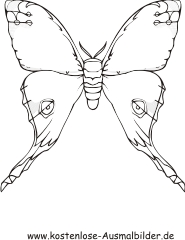 Ausmalbild grosser Schmetterling 1