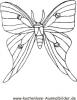 Ausmalbild Schmetterling 11