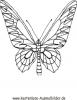Ausmalbild Schmetterling 12